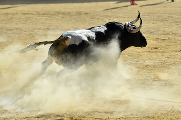 bull in spain in a traditional spectacle in bullring