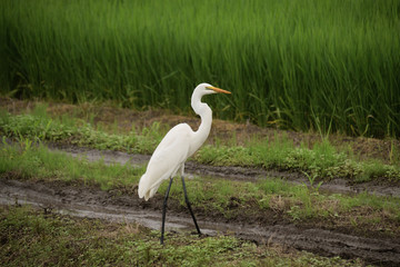 Great egret - Ardea alba.