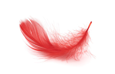 Red feather on white background 