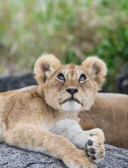 Curious baby lion looking up
