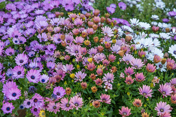 Fototapeta premium white and purple blooming flowers in a garden