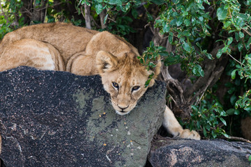 Cute baby lion seriously looking like predator