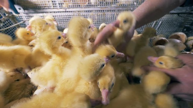 Farm workers take ducklings out of a box with eggshells. 4K.