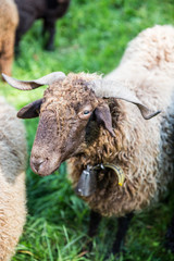 Curly Fur Sheep with Neck Bell in Green Swiss Farm