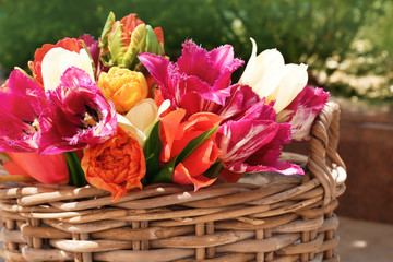 Wicker basket with beautiful tulips outdoors