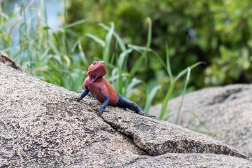 Colorful lizard on a stone (close-up)