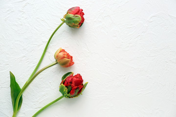 Fototapeta premium Beautiful tulips on light background