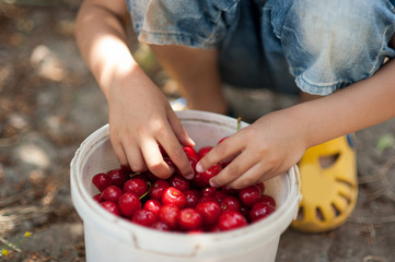 Child pics a cherry from the tree. healthy childhood, vacations in the village