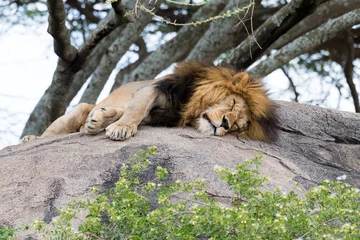 Papier Peint photo Lavable Lion Grand lion fatigué dormant sur la pierre