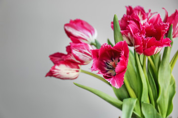Bouquet of beautiful tulips on grey background
