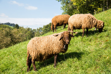 Fototapeta premium Curly Fur Sheep with Neck Bell in Green Swiss Farm on a Sunny Day.