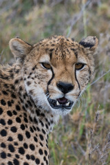 Cheetah surprised © ilyaska