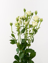 a bunch of untreated and untreated rose flowers on a white background