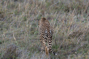 Cheetah walking away © ilyaska