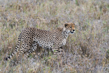 Cheetah (gepard) in grass looking for prey © ilyaska