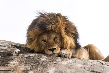 Serious lion lying and looking to the camera