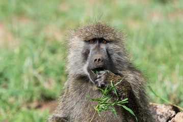 Baboon eating grass