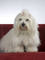 Coton de Tulear on a red sofa.