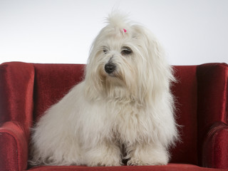 Coton de Tulear on a red sofa.