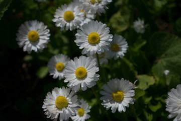 chamomile