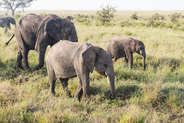 Group of wild elephants eating the grass
