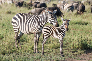 Fototapeta na wymiar Baby zebra with mother in Africa