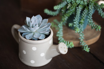 Beautiful donkey tail succulents