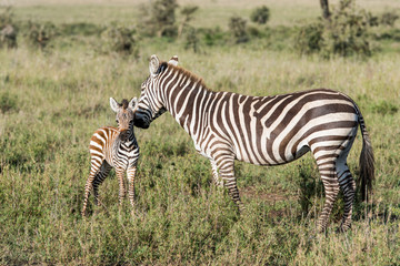Plakat Zebra touching baby zebra