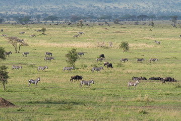Naklejka na ściany i meble Zebras and wildebeests in Serengeti savannah