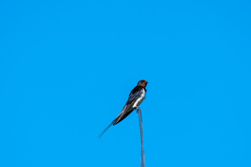 Barn Swallow on a weather vane