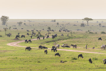 Wild herbivore animals along the road in Tanzania