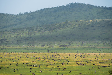 Fototapeta na wymiar Scenery landscape of Tanzanian savannah with herbivore animals in Serengeti reserve