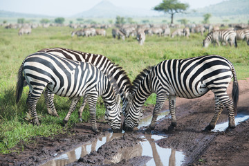 Fototapeta na wymiar Zebras drinking water from the puddle in tire track