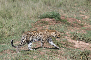 Walking female leopard in Serengeti reserve