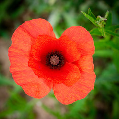 Fototapeta premium Looking down on a poppy flower head