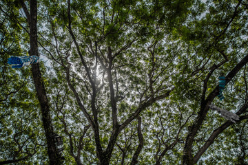 The vast canopy, of a giant rain tree (albizia saman). This giant specimen is near Chiangrai, Thailand, and it is known locally as Chamchuri.