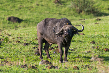 Obraz premium African buffalo with bird on the head in Ngorongoro crater