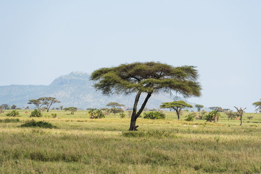 Beautiful Serengeti landscape