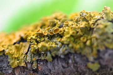 Abstract tree fungus pattern