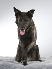 Dark and big dog in a studio.