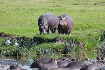 Two hippos eating grass while the main herd is in the pool