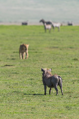 Warthog is watching of approaching lioness (focus is on the warthog)