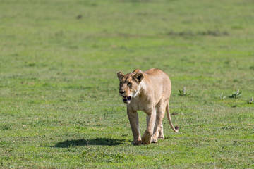 Big lioness walking in Ngorongoro reserve. One lion walking on green grass 