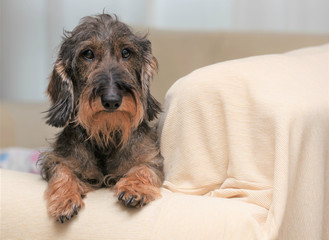 Cane bassotto a pelo ruvido sul divano di casa