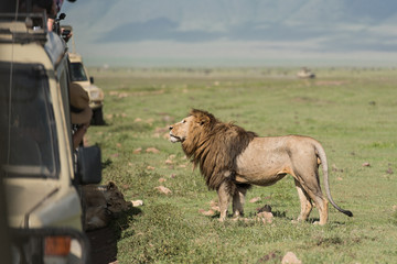 Naklejka premium Duży lew pozujący turystom robiącym zdjęcia podczas safari w NgoroNgoro