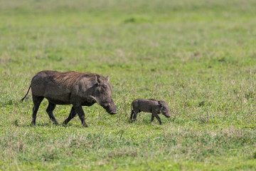 Warthog walking with baby