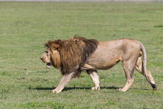 Big lion walking (shot in profile)