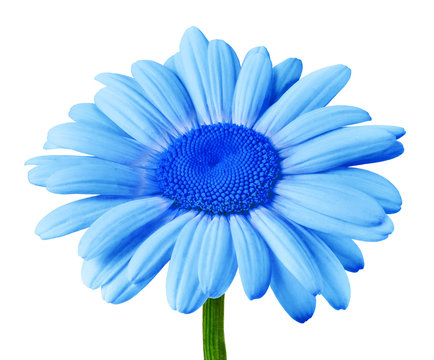Flower blue daisy isolated on white background. Close-up. Flower bud on a green stem. Element of design.