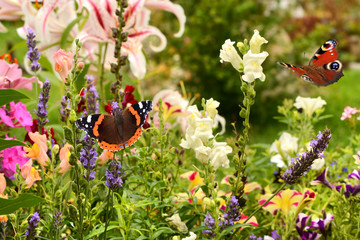 Schmetterling 502 © K.-U. Häßler