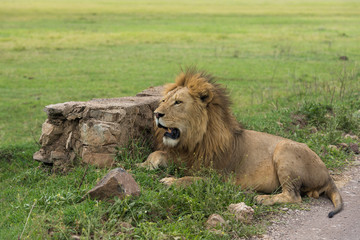 Lion lying near stone